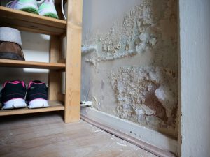 mold removal company in Dallas, Texas